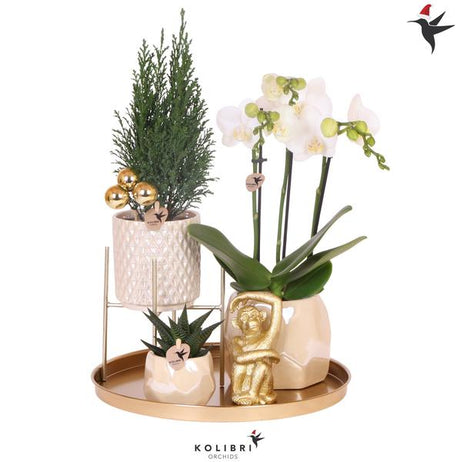 Livraison plante Coffret Noël Trio Orchidee Amabilis, sapin et succulente