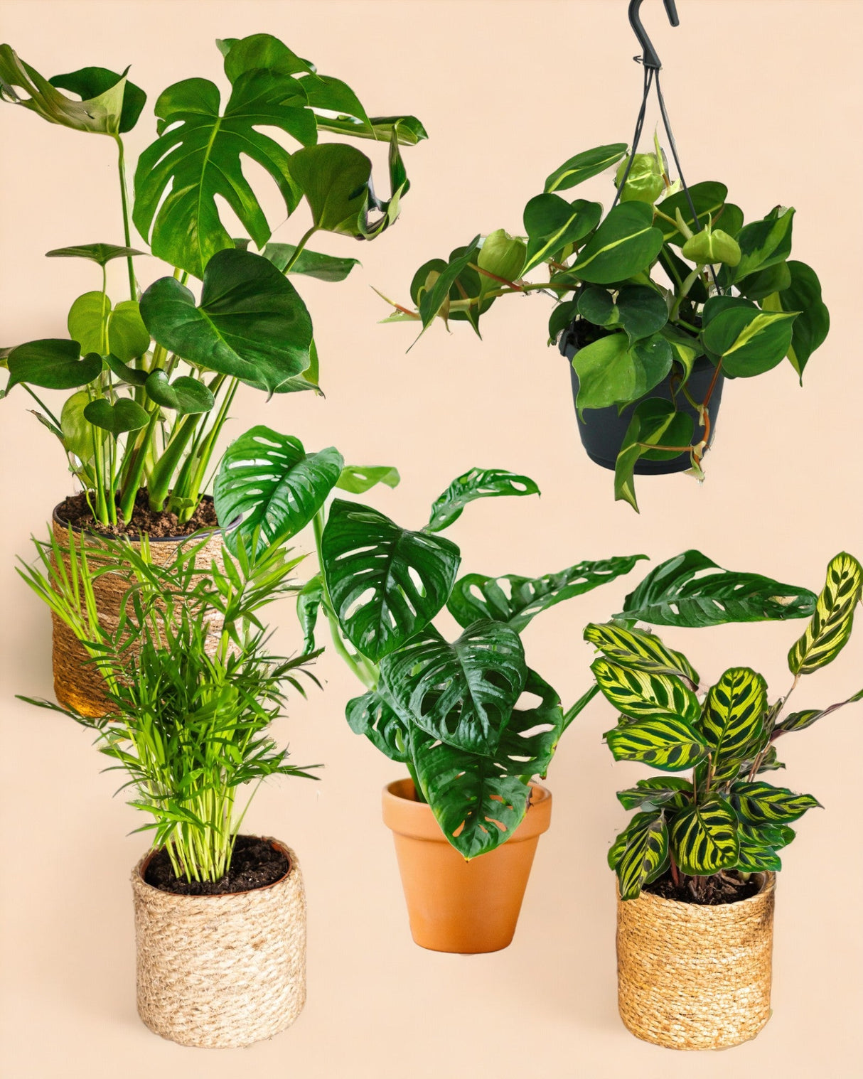 Livraison plante Coffret Plantes Jungle fever