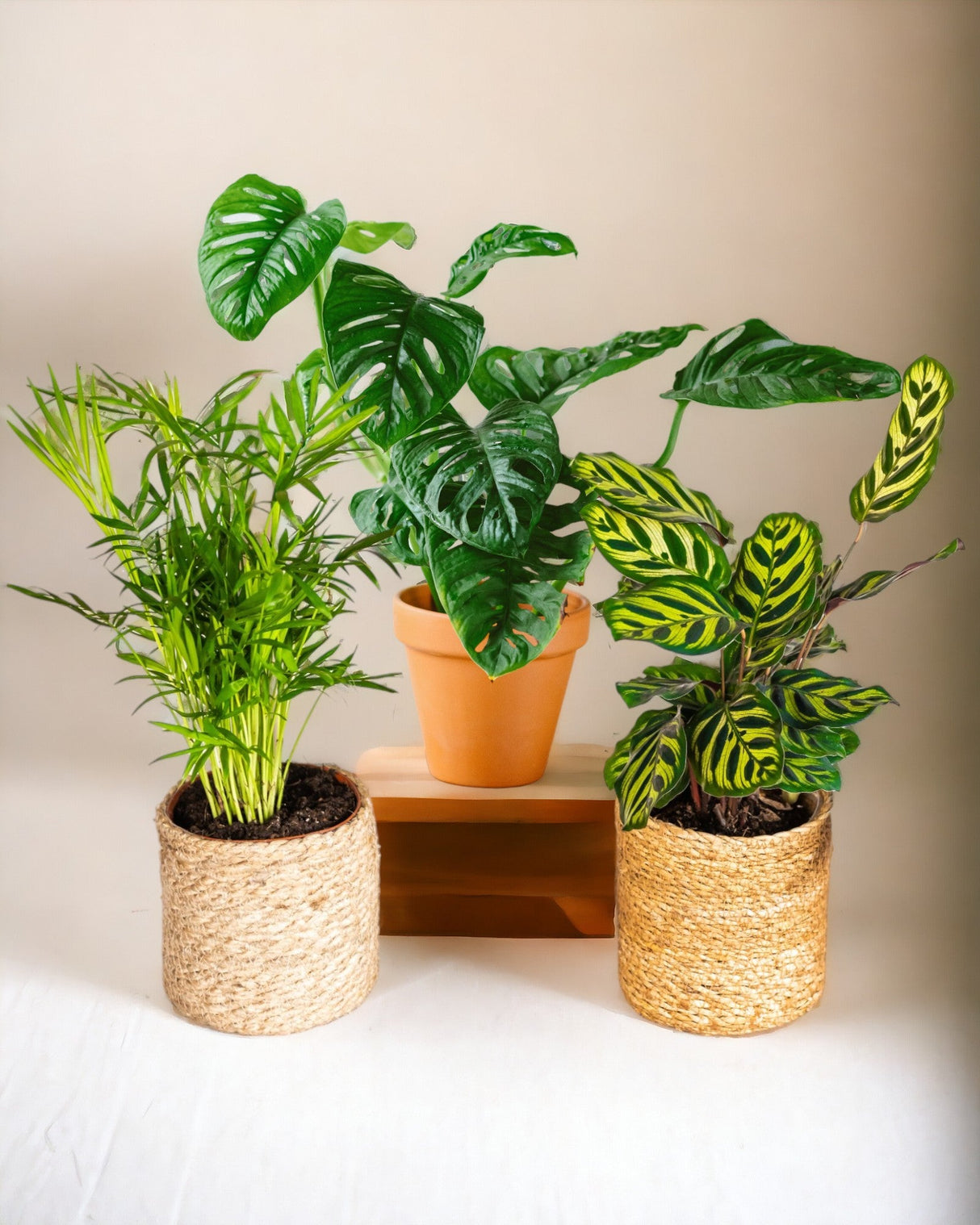 Livraison plante Coffret Plantes Jungle fever