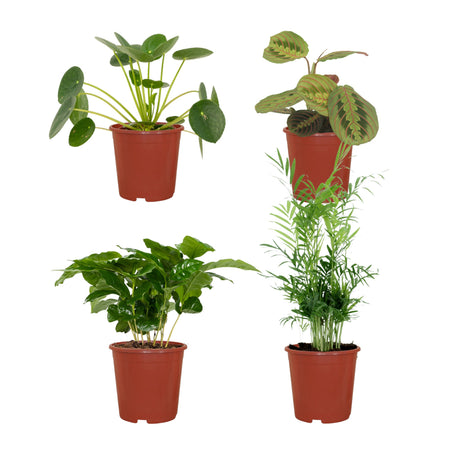 Livraison plante Coffret plantes pets friendly - Lot de 4 plantes