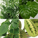 Livraison plante Coffret plantes pets friendly - Lot de 4 plantes