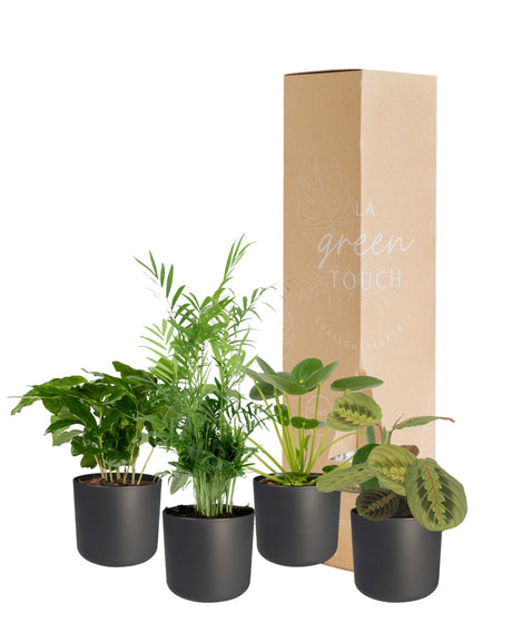 Livraison plante Coffret plantes pets friendly - Lot de 4 plantes