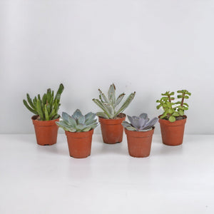 Livraison plante Coffret succulente - Lot de 10 plantes, h13cm