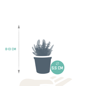 Livraison plante Coffret succulente - Lot de 10 plantes, h13cm