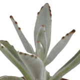 Livraison plante Coffret succulente - Lot de 5 plantes h13cm