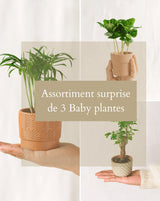 Livraison plante Coffret Surprise - Plantes d'intérieur