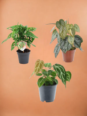 Trio box di piante rare h25cm