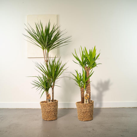 Livraison plante Coffret Yucca, Dracaena - Lot de 2 plantes