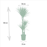 Livraison plante Coffret Yucca, Dracaena - Lot de 2 plantes