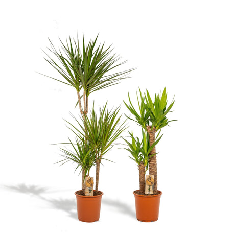 Livraison plante Coffret Yucca, Dracaena - Lot de 2 plantes