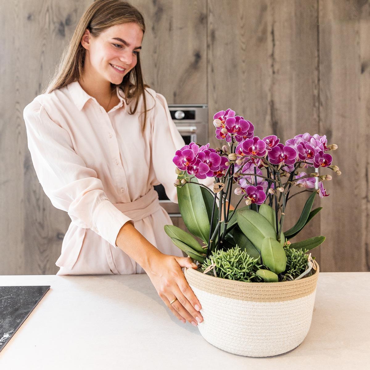 Livraison plante Composition dans un panier en coton avec réservoir d'eau de 3 orchidées violettes et 3 Rhipsalis