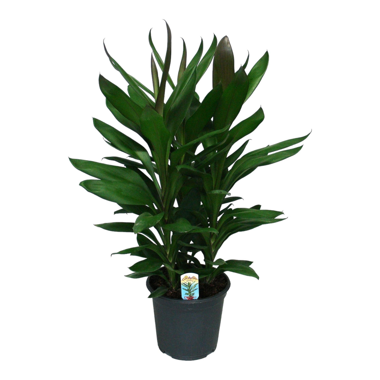 Livraison plante Cordyline 'Glauca'