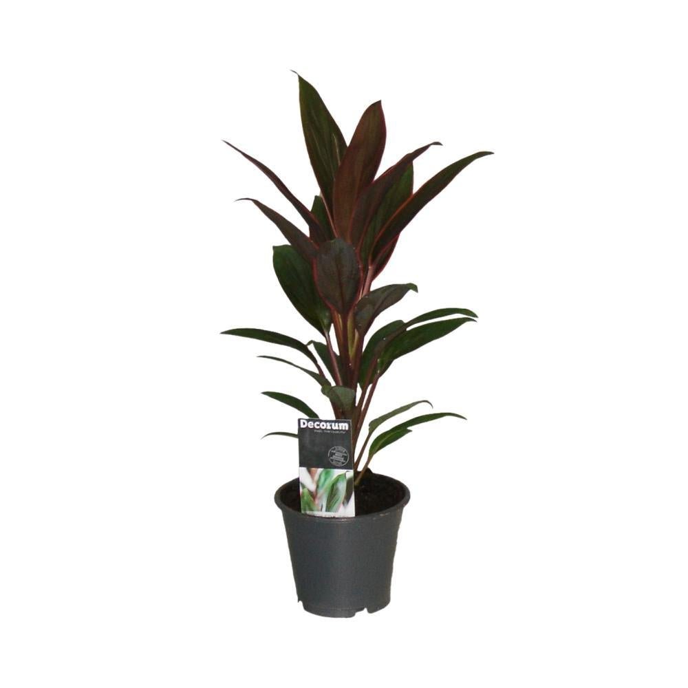 Livraison plante Cordyline 'Rumba'