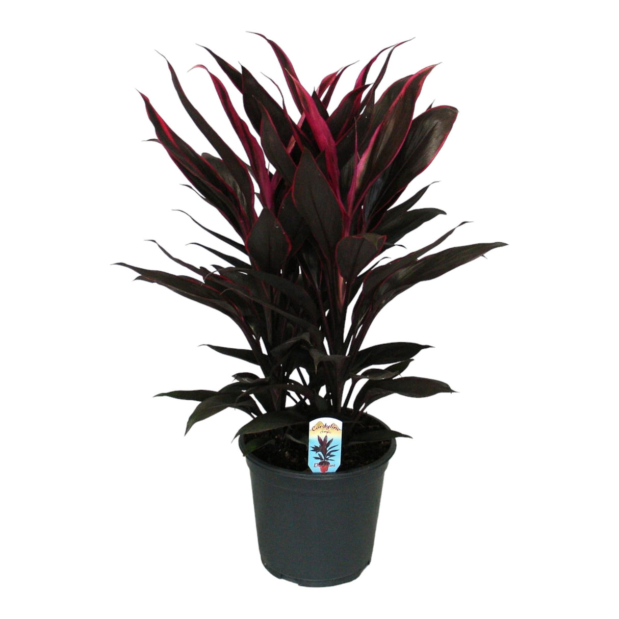 Livraison plante Cordyline 'Tango'