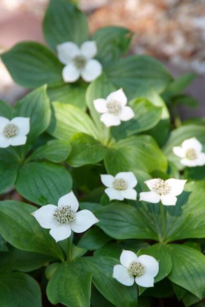 Livraison plante Cornouiller canadien