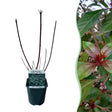 Livraison plante Cornus alba Kesselringii – Pot 17 cm – Hauteur 45 cm