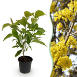 Livraison plante Cornus mas – Lot de 1 – Pot 12 cm – Hauteur 35 cm