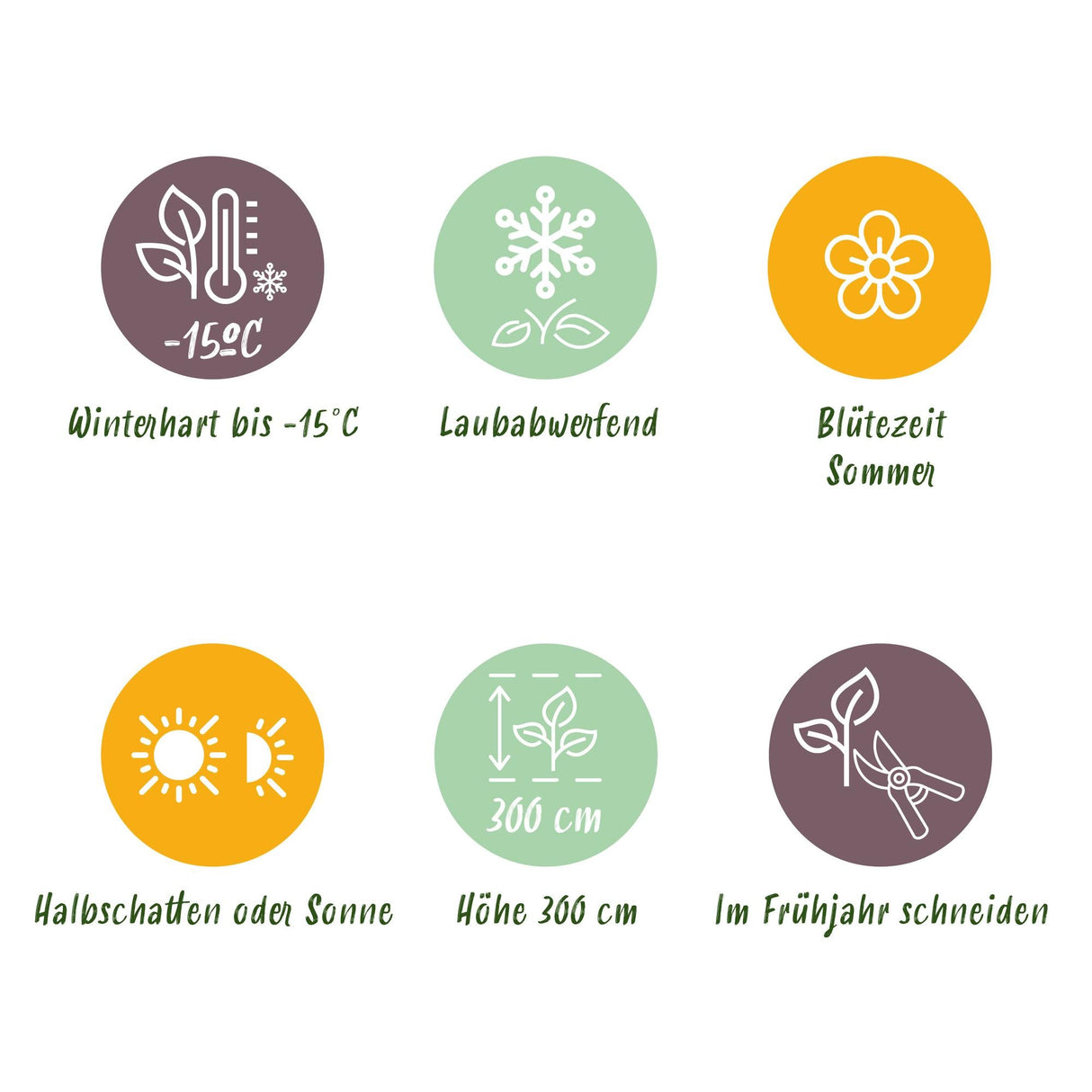 Livraison plante Cotinus coggyria – Lot de 3 – Pot 12 cm – Hauteur 35 cm