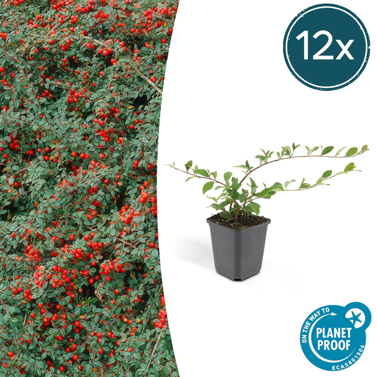 Livraison plante Cotoneaster dammeri