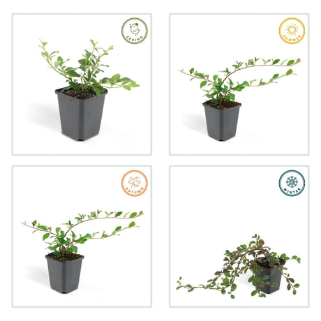 Livraison plante Cotoneaster dammeri - Lot de 6