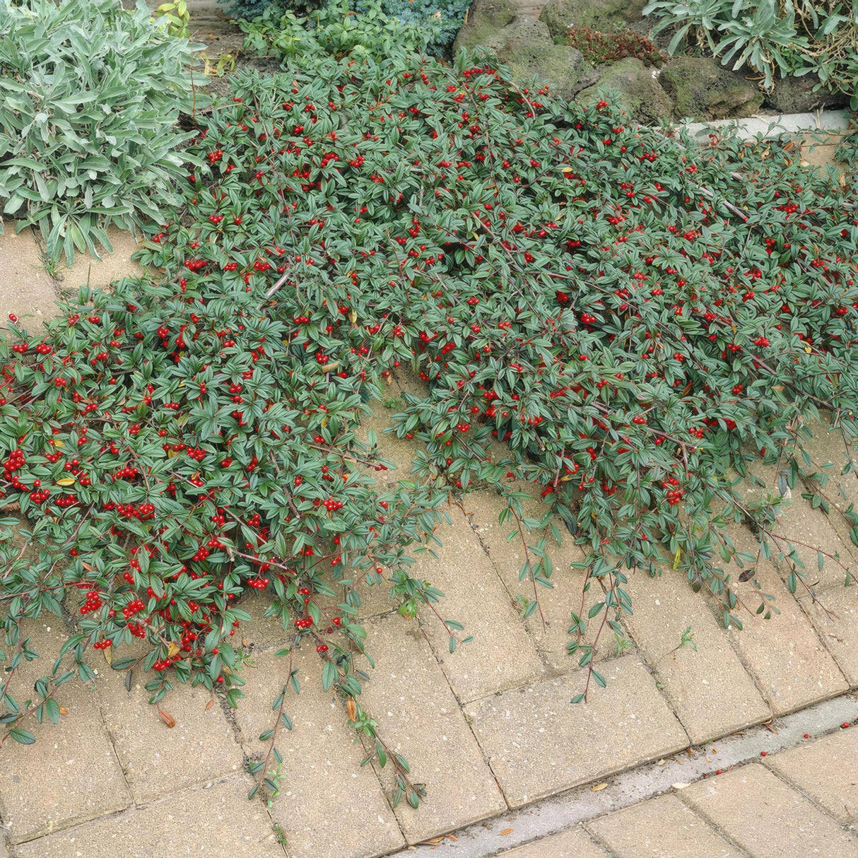 Livraison plante Cotonéaster de Dammer 20xh20cm d9cm