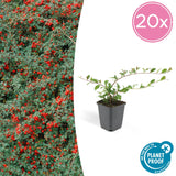 Livraison plante Cotonéaster de Dammer 20xh20cm d9cm