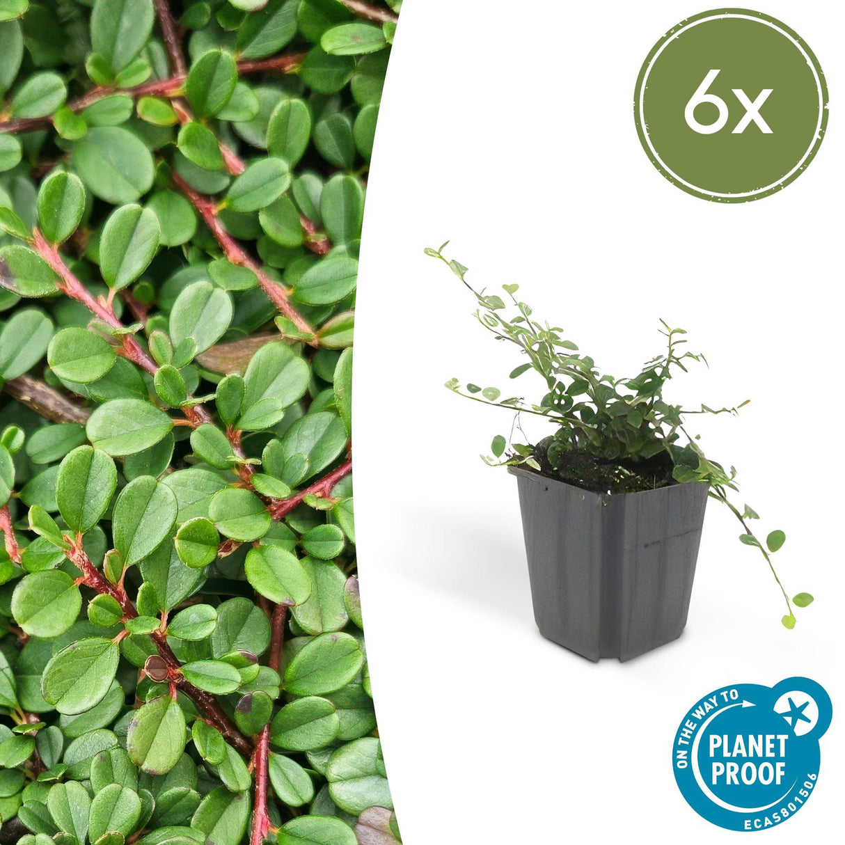 Livraison plante Cotoneaster Streib's Findling