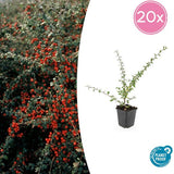 Livraison plante Cotoneaster suecicus Coral Beauty