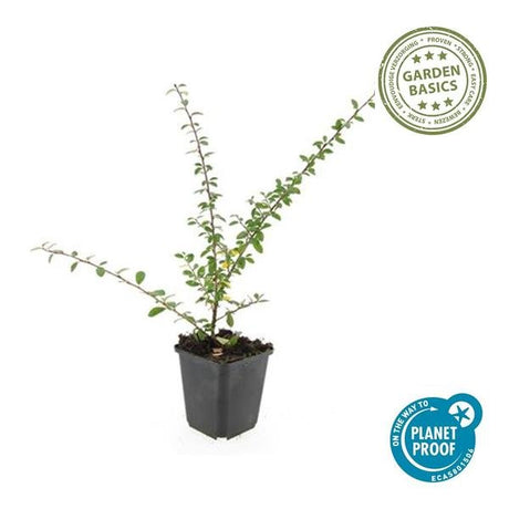 Livraison plante Cotoneaster suecicus Coral Beauty