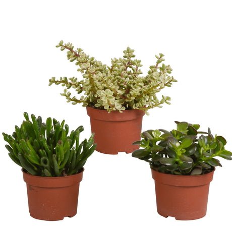 Livraison plante Crassula, box de 3 plantes h21cm