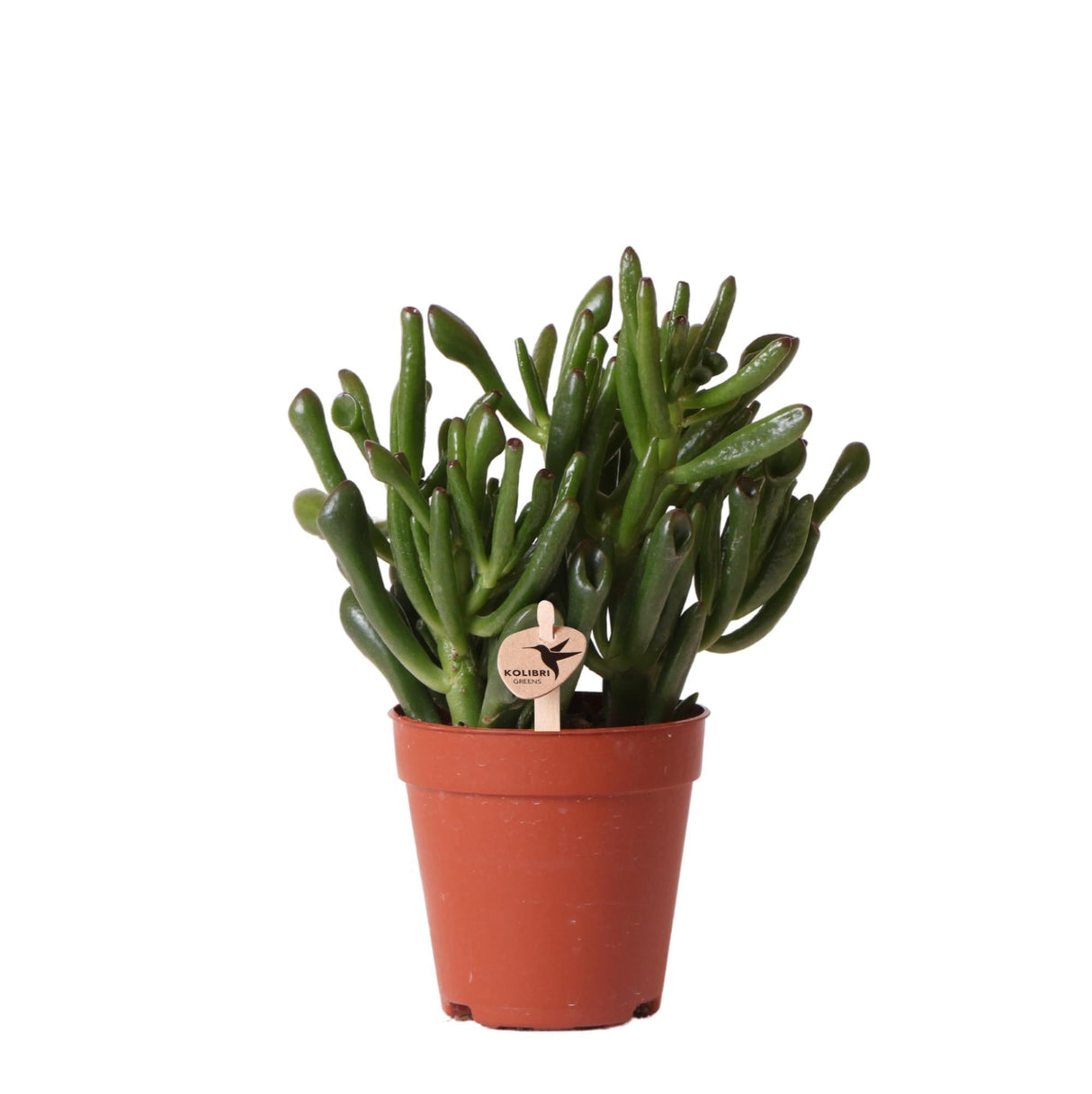 Livraison plante Crassula Hobbit h18cm - succulente