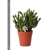 Livraison plante Crassula Hobbit h18cm - succulente