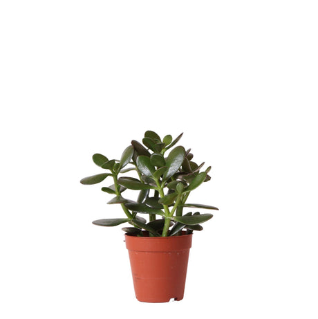 Livraison plante Crassula Ovata h20cm - plante grasse d'intérieur