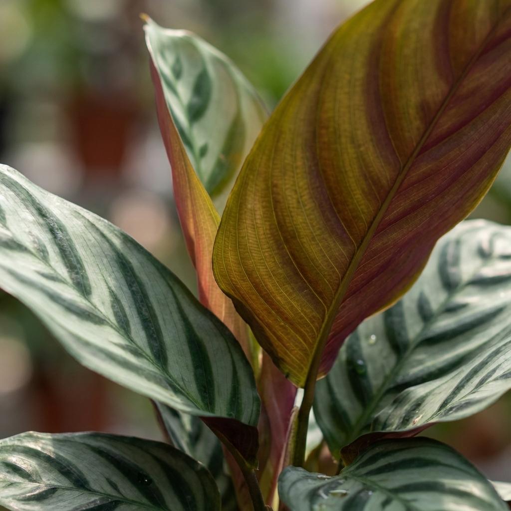 Livraison plante Ctenathe Burle - Marxii