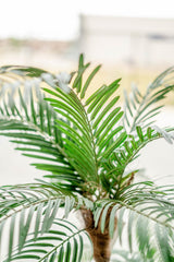 Livraison plante Cycas - Palmier artificiel