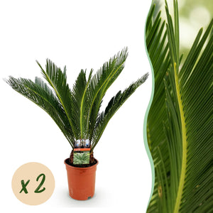 Livraison plante Cycas revoluta