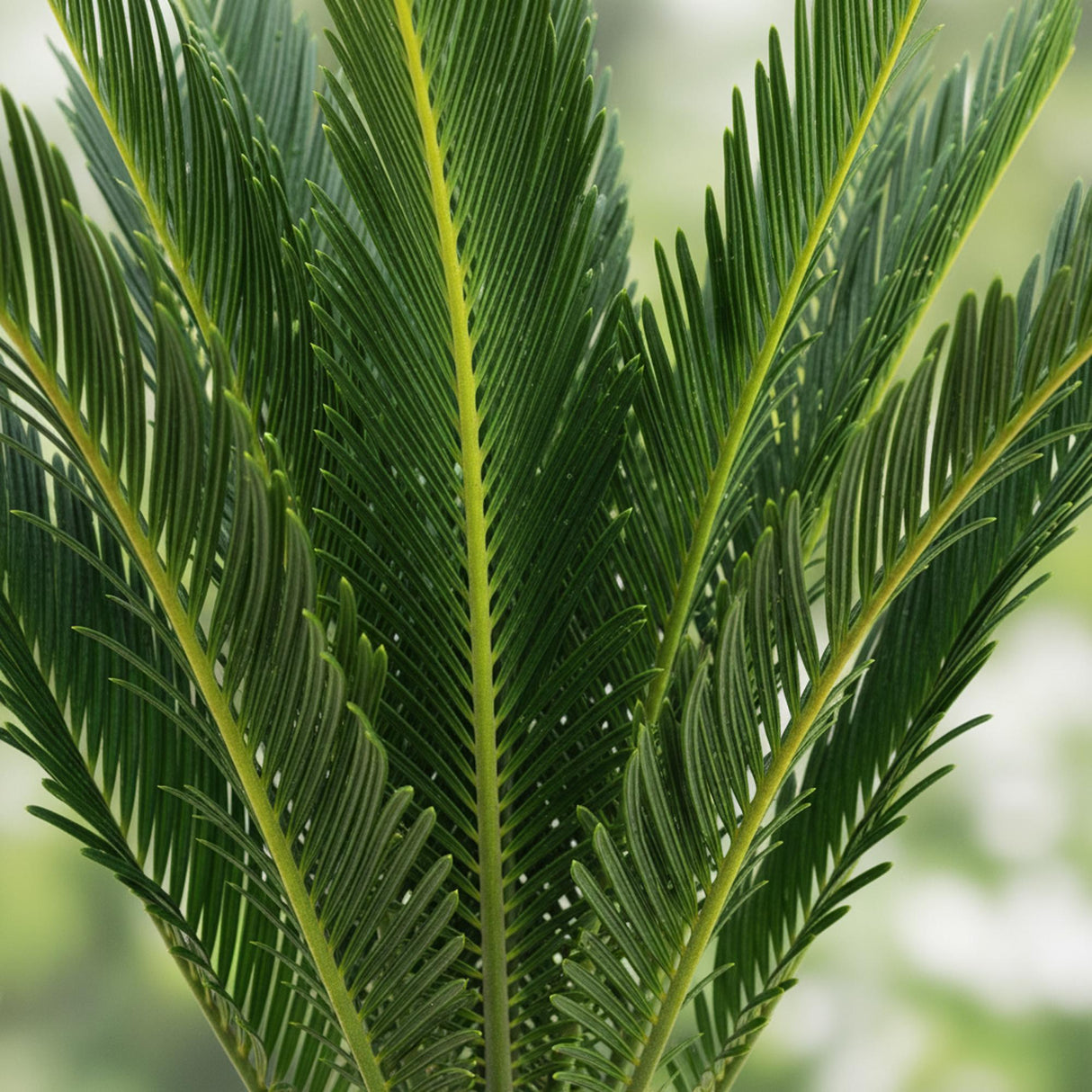 Livraison plante Cycas revoluta – Lot de 2 – Pot 14 cm – Hauteur 45 cm