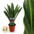 Livraison plante Cycas revoluta – Lot de 2 – Pot 14 cm – Hauteur 45 cm