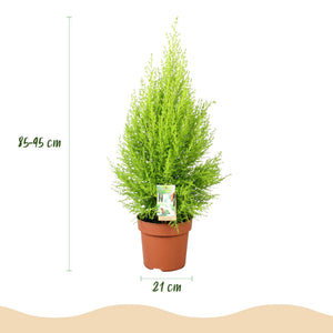 Livraison plante Cyprès Gold Crest Wilma
