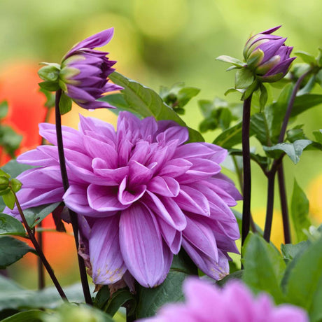 Livraison plante Dahlia Bleu bell pétales larges - Bulbes