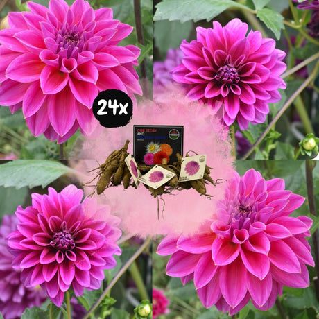 Livraison plante Dahlia Bleu bell pétales larges - coffret de 24 bulbes