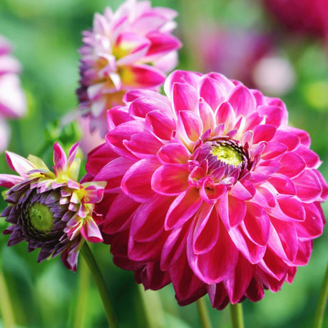 Livraison plante Dahlia Bulbes - Coffret Large de luxe, lot de 6 dahlias hollandais