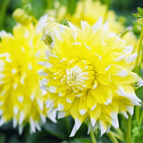 Livraison plante Dahlia bulbes Mix - 2 paquets de 8 dahlias différents