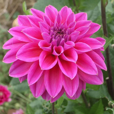 Livraison plante Dahlia Bulbes - Mix Gerard's Darlings, Natal & Blue Bell, 2 pièces