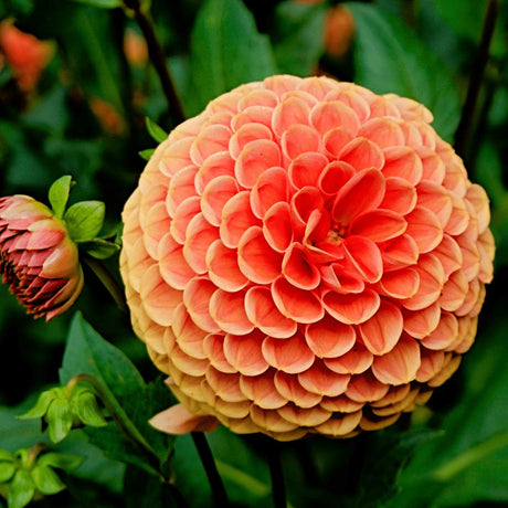 Livraison plante Dahlia Bulbes - Mix Orange pride, Dahlia Playa Blanca & Dahlia Ralphie, 24 pièces