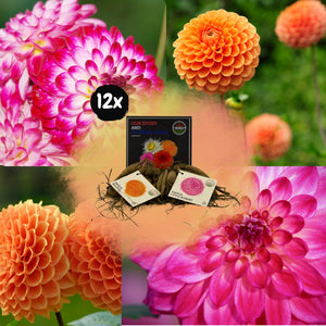 Livraison plante Dahlia Bulbes - Mix Pompon Splash, Dahlia Little Robert & Dahlia Ralphie, 12 pièces