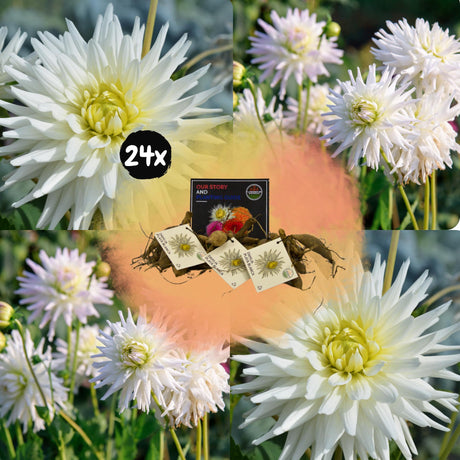 Livraison plante Dahlia Cactus Playa Blanca - coffret de 24 bulbes