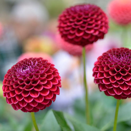 Livraison plante Dahlia - coffret de 8 bulbes mix