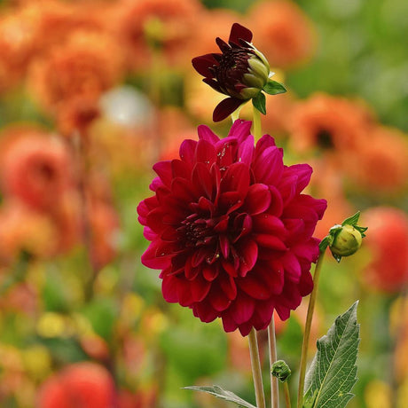 Livraison plante Dahlia Heatwave grandes fleurs rouge foncé - Coffret de 12 bulbes