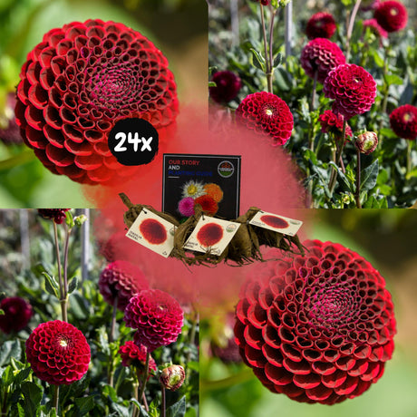 Livraison plante Dahlia Pompom Natal - coffret de 24 bulbes